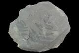 Pennsylvanian Fossil Fern (Pecopteris) Plate - Alabama #123437-1
